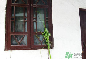 端午節(jié)插門上的是什么？端午節(jié)為什么要插艾草？