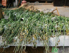 端午節(jié)插門上的是什么？端午節(jié)為什么要插艾草？