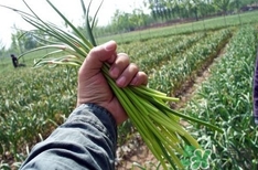 蒜薹什么時(shí)候采收？蒜薹什么時(shí)間抽