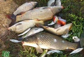 立夏怎么釣鯉魚？立夏釣鯉魚用什么餌料？