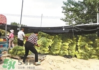 怎樣腌蒜苔容易儲存？怎樣腌蒜苔放的時間長