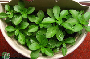 養(yǎng)心菜能生吃嗎？養(yǎng)心菜怎么吃？