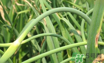 蒜薹什么時(shí)候采收？蒜薹什么時(shí)間抽