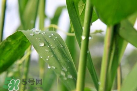 包粽子的葉子叫什么？包粽子的葉子怎么處理？