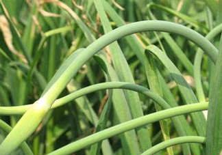 蒜薹是蒜長出來的？蒜薹是大蒜長出來的