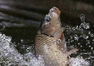 立夏怎么釣鯉魚？立夏釣鯉魚用什么餌料？