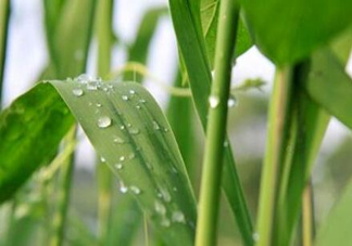 包粽子的葉子叫什么？包粽子的葉子怎么處理？