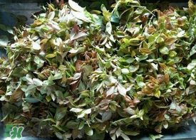 烏樹葉怎么做？烏樹葉怎么做好吃又簡單？