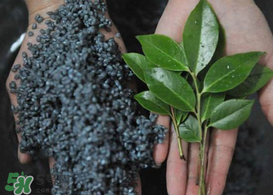 烏樹葉怎么做？烏樹葉怎么做好吃又簡單？