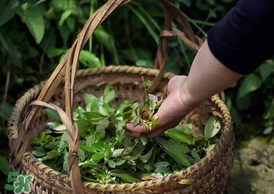 烏樹葉怎么做？烏樹葉怎么做好吃又簡單？