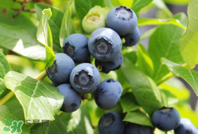 烏飯子和藍(lán)莓是同一種植物嗎？烏飯子樹和藍(lán)莓對(duì)比