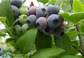 烏飯子和藍(lán)莓是同一種植物嗎？烏飯子樹和藍(lán)莓對(duì)比
