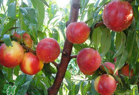 油桃和西瓜能一起吃嗎？油桃可以和西瓜一起吃嗎？