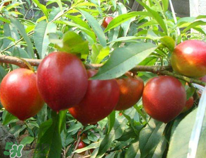 油桃和西瓜能一起吃嗎？油桃可以和西瓜一起吃嗎？