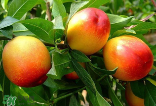 油桃和西瓜能一起吃嗎？油桃可以和西瓜一起吃嗎？