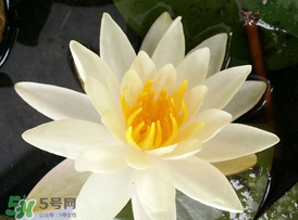 ?立夏是夏天嗎？?立夏是夏天的開(kāi)始嗎？