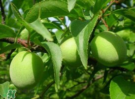 青梅不能和什么一起吃？青梅和什么相克？