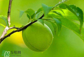 青梅不能和什么一起吃？青梅和什么相克？