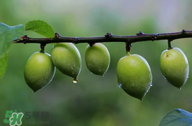 青梅不能和什么一起吃？青梅和什么相克？