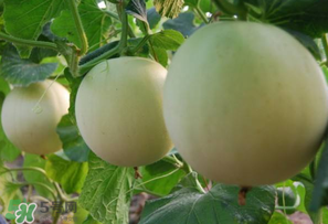 甜瓜能放冰箱嗎？甜瓜怎么放冰箱保存？