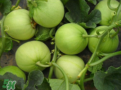 甜瓜和牛奶能一起吃嗎？吃完甜瓜可以喝牛奶嗎？