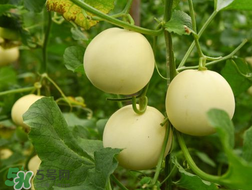 甜瓜和牛奶能一起吃嗎？吃完甜瓜可以喝牛奶嗎？