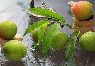 青梅不能和什么一起吃？青梅和什么相克？