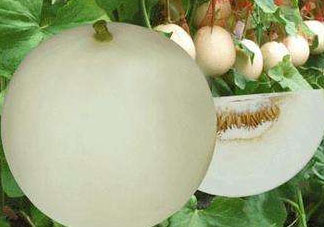 甜瓜可以帶上飛機嗎？坐飛機可以帶香瓜嗎？