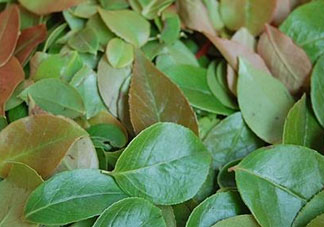 烏樹葉怎么做？烏樹葉怎么做好吃又簡單？