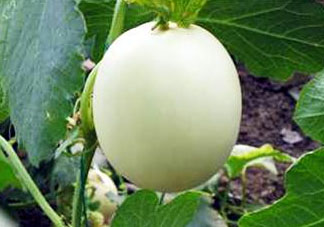 甜瓜不能和什么一起吃？甜瓜和什么不能一起吃？