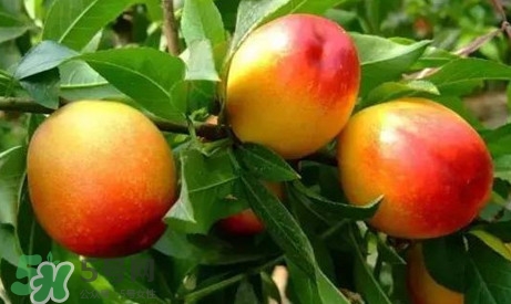 油桃什么時候吃最好？油桃什么人不能吃