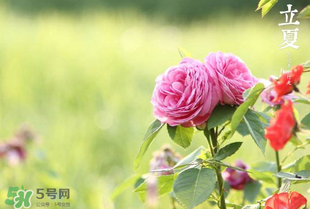 立夏開什么花？立夏有什么花？
