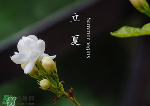 立夏開什么花？立夏有什么花？