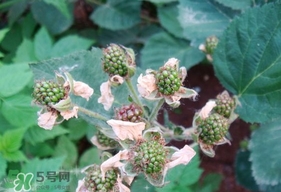 樹莓有毒嗎？樹莓有刺嗎？