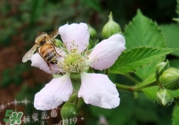 樹莓有毒嗎？樹莓有刺嗎？