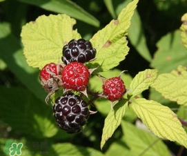 樹莓有毒嗎？樹莓有刺嗎？