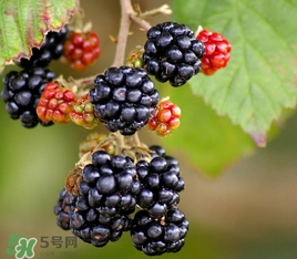 樹莓多少錢一斤 樹莓價(jià)格 樹莓多少錢一斤 樹莓價(jià)格