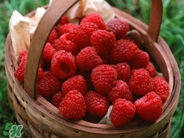 樹莓多少錢一斤 樹莓價(jià)格 樹莓多少錢一斤 樹莓價(jià)格