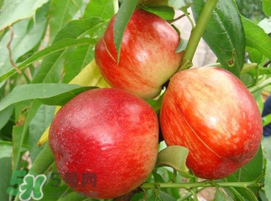 油桃一天吃幾個(gè)？孕婦一天能吃幾個(gè)油桃