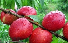 孕婦可以吃油桃嗎？孕婦能吃油桃嗎