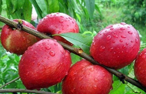 油桃不能和什么一起吃？油桃不能和什么水果一起吃