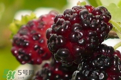 桑葚泡酒可以加蜂蜜嗎?桑葚泡酒加多少蜂蜜? 桑葚泡酒可以加蜂蜜嗎?桑葚泡酒加多少蜂蜜?