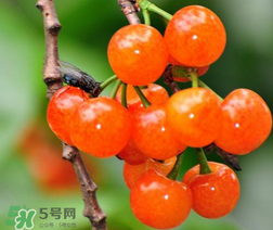 立夏嘗三新指的是什么？立夏嘗新活動