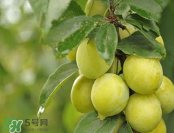 立夏嘗三新指的是什么？立夏嘗新活動