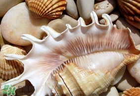 周黑鴨能帶出國嗎？周黑鴨可以帶出國嗎