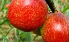 油桃一天吃幾個(gè)？孕婦一天能吃幾個(gè)油桃