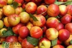 孕婦可以吃油桃嗎？孕婦能吃油桃嗎