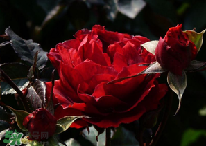 母親節(jié)可以送玫瑰花嗎？母親節(jié)送幾朵玫瑰花好？