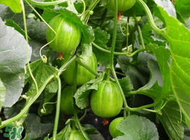 甜瓜苦能吃嗎？甜瓜為什么會苦？