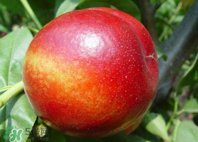 油桃有毛嗎？油桃為什么沒毛？